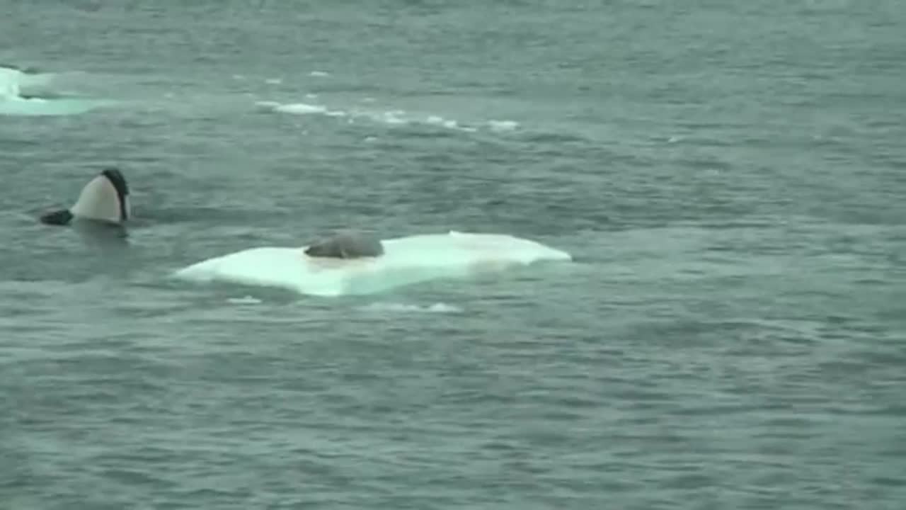 Orcas hunting seal on ice floe in Antarctica