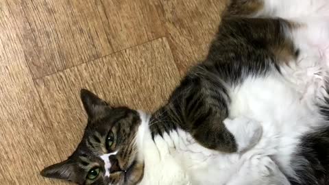 The cat is lying down