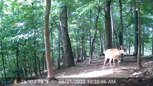 The Woods - 06/22/2022