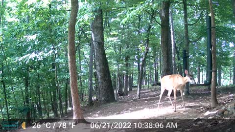 The Woods - 06/22/2022