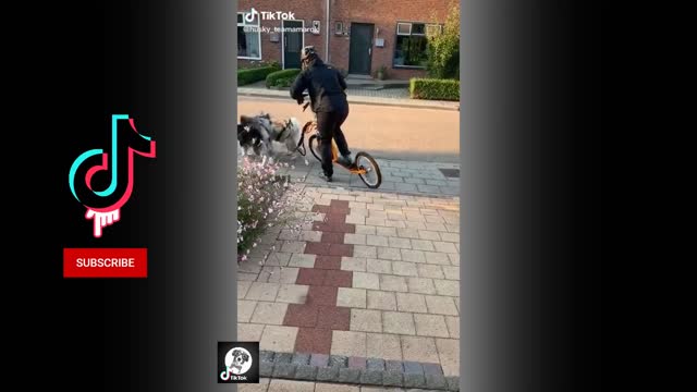 Funny Husky dogs Cute and Adorable