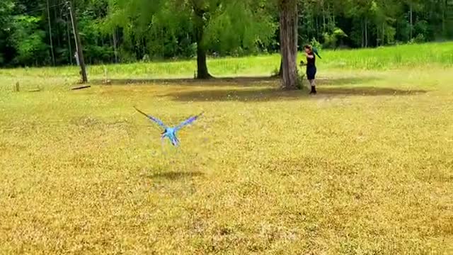 fyp#birdtok#strawhatparrots