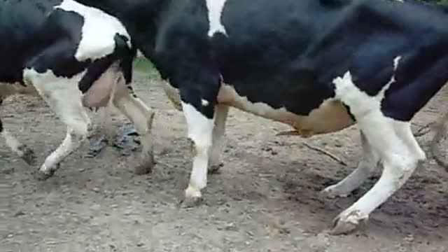 A cow with another 😳 🤔 🤣 👀 😅 😕 😳 🤔 🤣