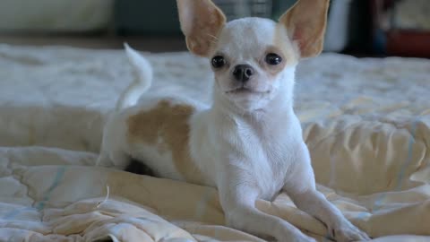 A close up of an adorable chihuahua laying on a bed in slow motion