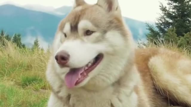 Dog Playing in open field