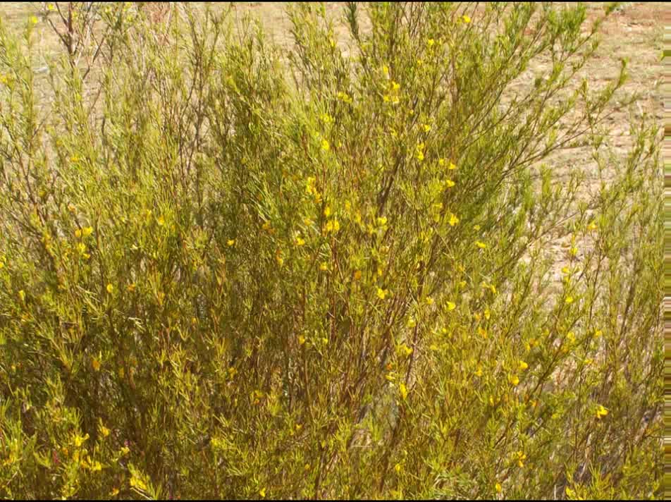 Rooibos ( Aspalathus linearis ) serve para ajuda a repor os sais minerais