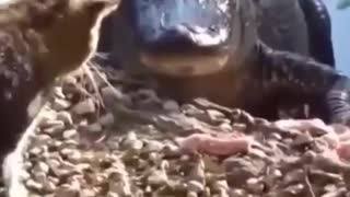 Super crocodile so afraid of cat out side river