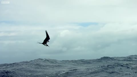 lying Fish Picked Off From Above And Below _ The Hunt