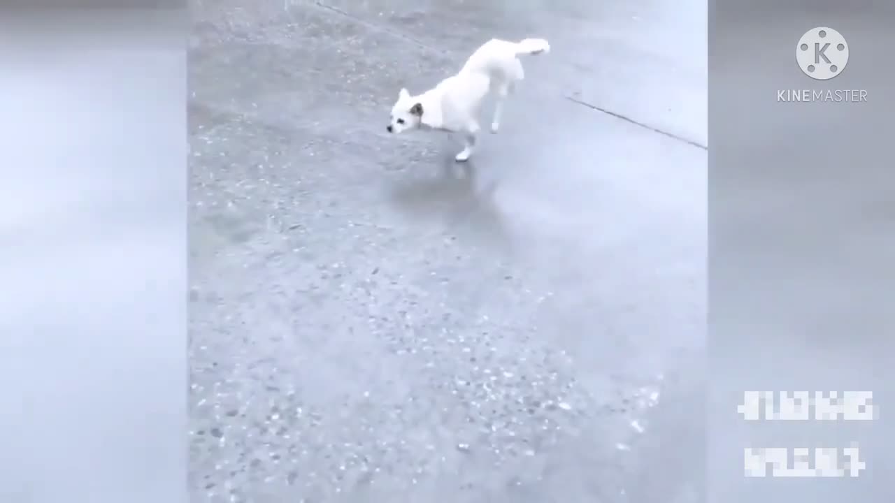 Funny Dog Walking Dance😂😂