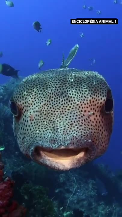 giant puffer fish