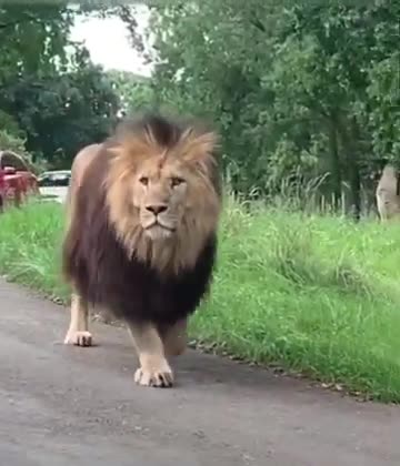 somebody see my cat ?