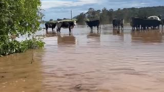 3 March 2022 Dave Oneegs NSW floods Jetski Chat