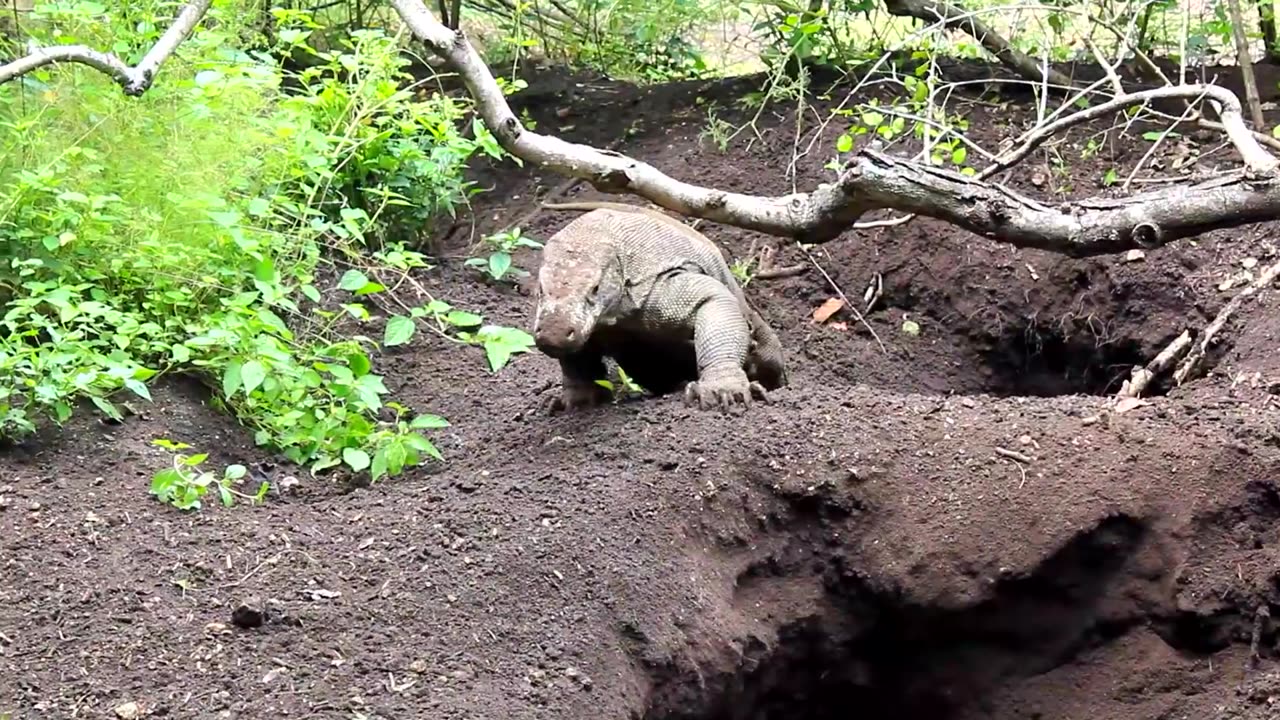 KOMODO | DRAGON | INDONESIA