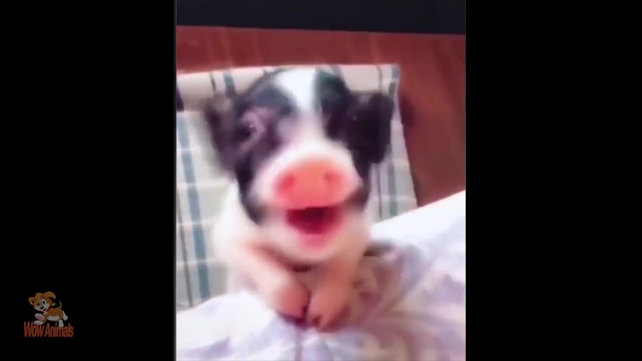 Funny and Cute Piggy - Cutest Piggy in The World