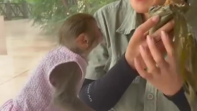 Cute baby monkey compilation FUN