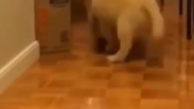Little Dog vs Box #shorts