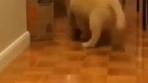 Little Dog vs Box #shorts