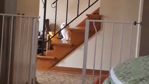 Maltese vs stairs