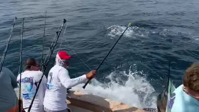 Sailfish Slams into Fisherman