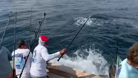 Sailfish Slams into Fisherman
