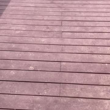 Funny one-eyed rescue dog moments