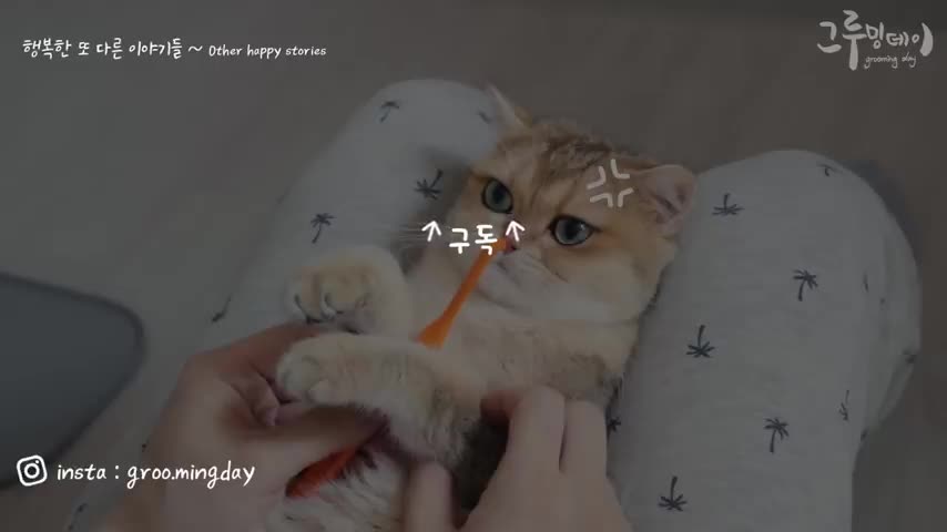 Cat crying sadly because of claw pain