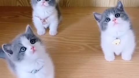 Cute kittens