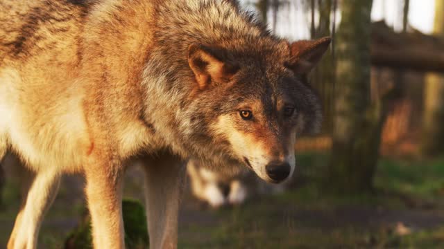 Handsome wolf~ Give me some rice cake.