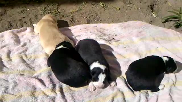 Cachorros tomando sol/puppies sunbathe