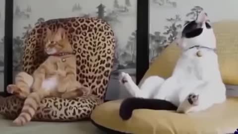 Funny pets🐅