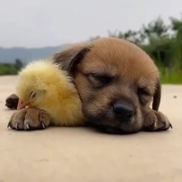 Cute sleepy puppy and a chick.