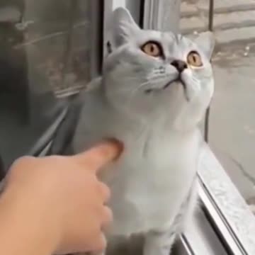 _puppy and kittens funniest 2021 hilarious