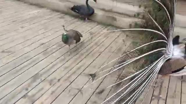 Various birds playing together