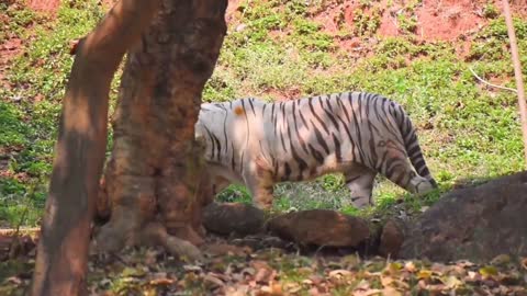 Tiger Hunts Lone Baby Deer