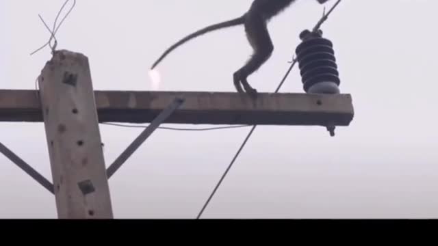 Poor little monkey on a power pole, accidentally electrocuted