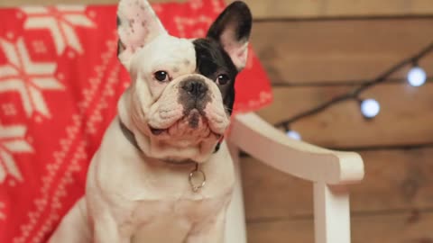 Funny cute French bulldog portrait at christmas decorations