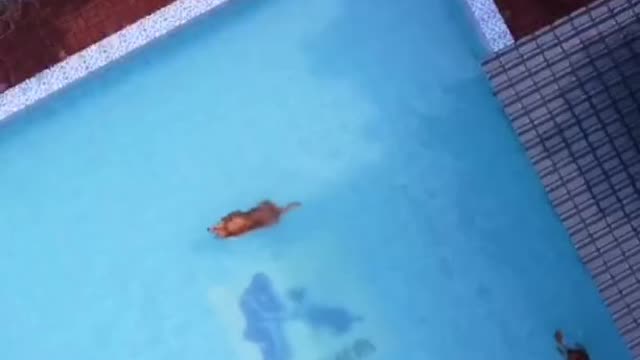 Here come two little kittens who can swim
