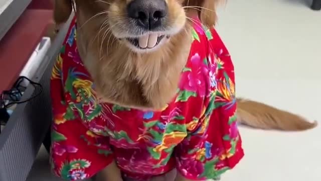 Cute and Lovely Dog _ Lovely Animal Cute Pets