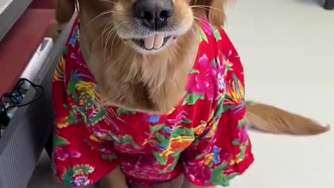 Cute and Lovely Dog _ Lovely Animal Cute Pets