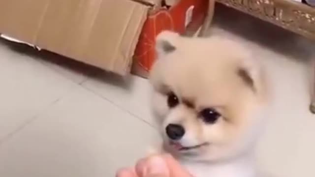 Funny dog's reaction it will make you laugh😂🤣