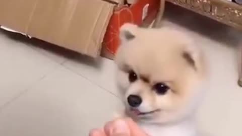 Funny dog's reaction it will make you laugh😂🤣