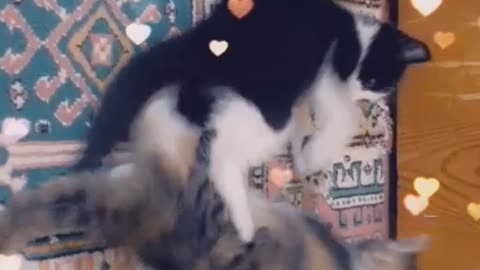 You can't bear to stop without watching this video