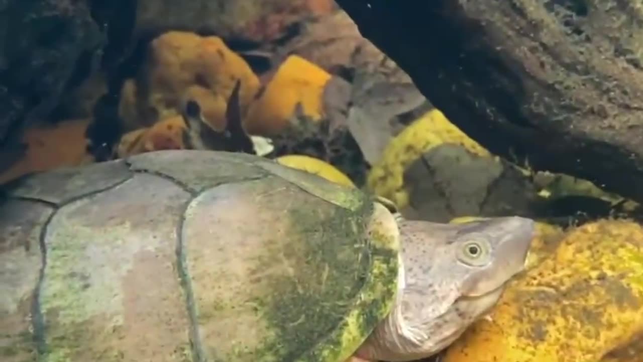 Turtle Care Guide in Under A Minute