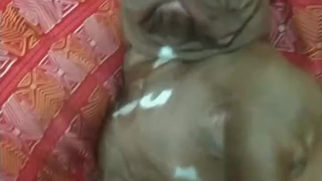 Pit Bull igual gente!!!