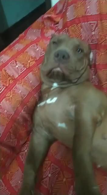 Pit Bull igual gente!!!