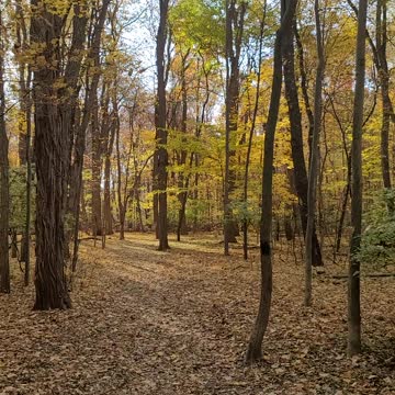 ASMR LEAVES CRUNCHING WHILE ON NATURE WALK