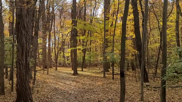 ASMR LEAVES CRUNCHING WHILE ON NATURE WALK