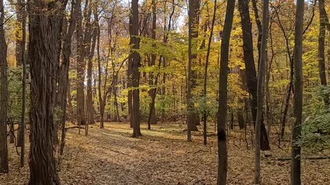 ASMR LEAVES CRUNCHING WHILE ON NATURE WALK