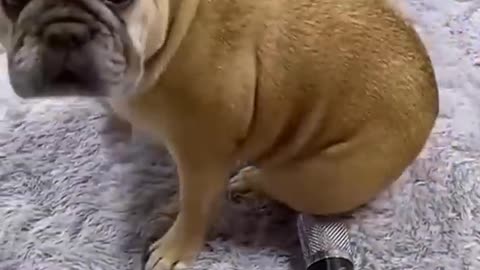 Funnycats