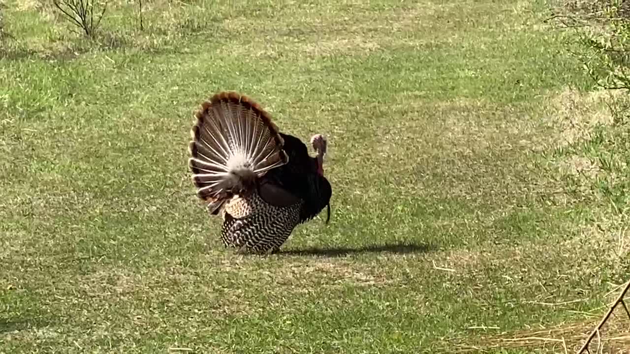 Proposing to a girl turkey